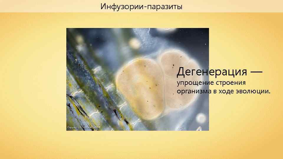 Наука о внешнем строении организмов называется. Инфузория трубач.