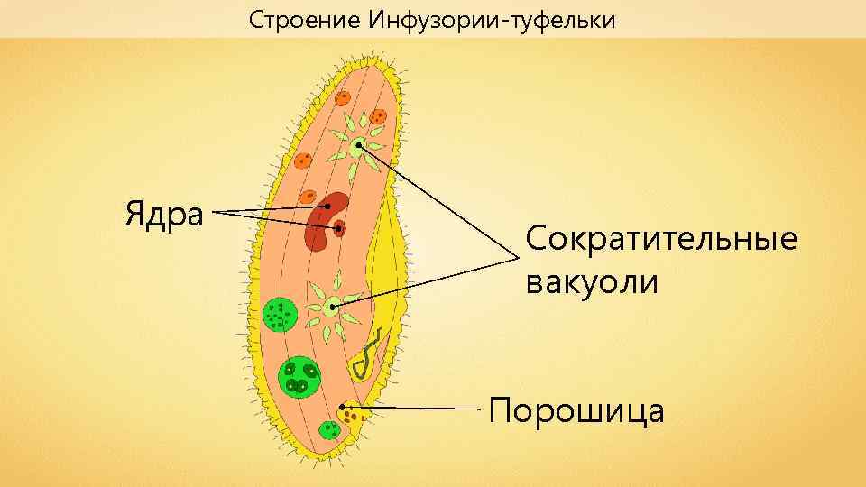 Строение Инфузории-туфельки Ядра Сократительные вакуоли Порошица 