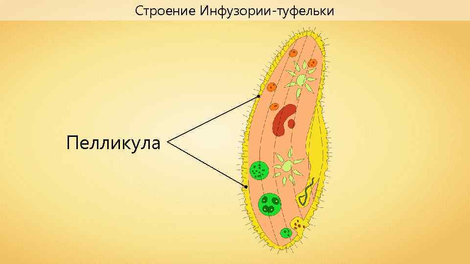 Инфузория туфелька простейшие. Пелликула у инфузории туфельки. Строение пелликулы инфузории. Строение инфузории туфельки пелликула. Инфузория туфелька строение Трихоцисты.