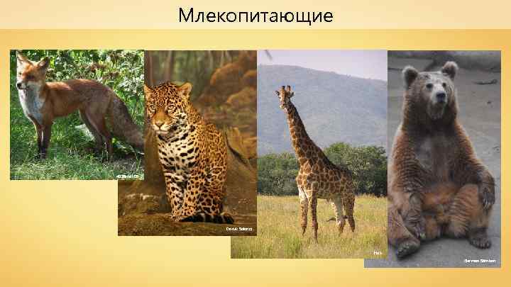 Млекопитающие 4028 mdk 09 Doruk Salancı Hok German Stimban 
