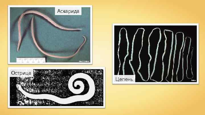 Аскарида Alan R Walker Острица Цепень Patho 
