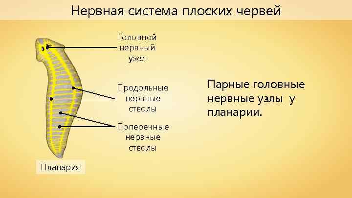 Нервная система плоских червей Головной нервный узел Продольные нервные стволы Поперечные нервные стволы Планария