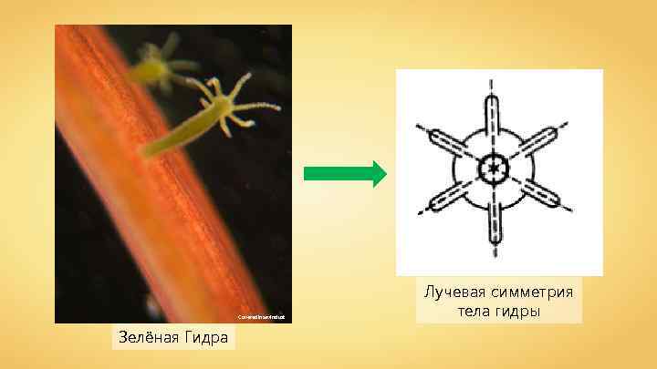 Coveredinsevindust Зелёная Гидра Лучевая симметрия тела гидры 