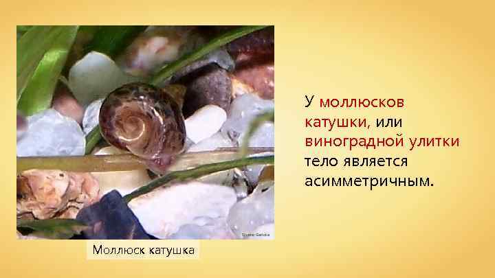 У моллюсков катушки, или виноградной улитки тело является асимметричным. Silvana Gericke Моллюск катушка 