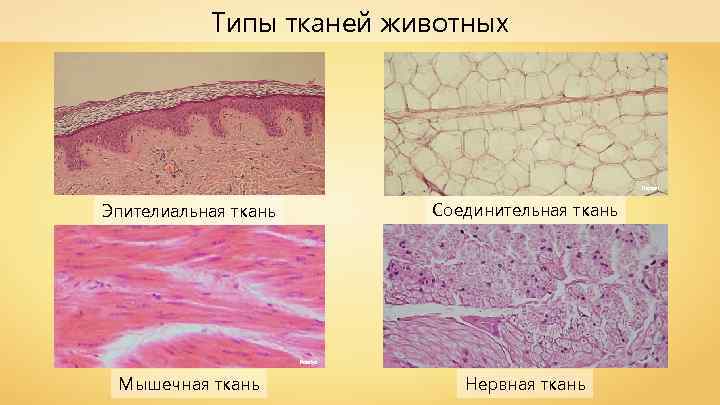 Типы тканей животных Reytan Соединительная ткань Эпителиальная ткань Polarlys Мышечная ткань Нервная ткань 