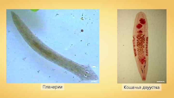 Mike 6271 Планарии Hamboneks Кошачья двуустка 