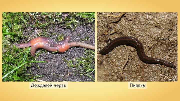 Beentree Дождевой червь Holleday Пиявка 