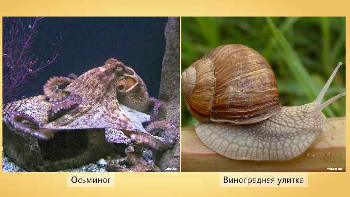Lmbuga Осьминог Waugsberg Виноградная улитка 