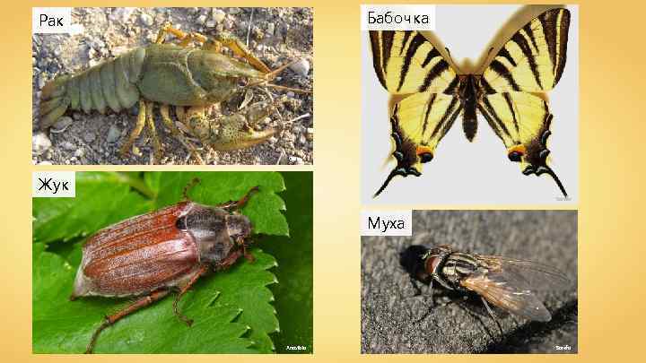 Бабочка Рак Galia ^ Жук Sarefo Муха Anaxibia Sarefo 