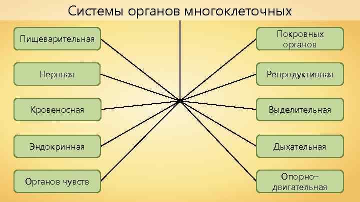 Системы органов многоклеточных Пищеварительная Покровных органов Нервная Репродуктивная Кровеносная Выделительная Эндокринная Дыхательная Органов чувств