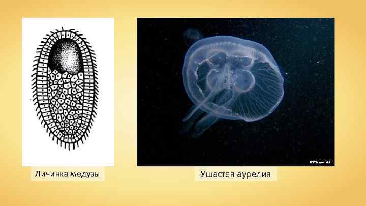 BS Thurner Hof Личинка медузы Ушастая аурелия 