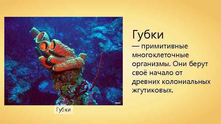 Губки — примитивные многоклеточные организмы. Они берут своё начало от древних колониальных жгутиковых. Hanno