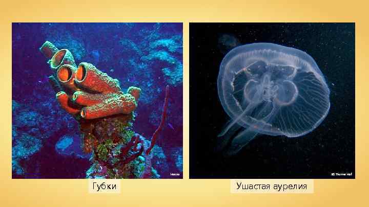 Hanno Губки BS Thurner Hof Ушастая аурелия 