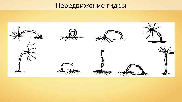 Передвижение гидры 