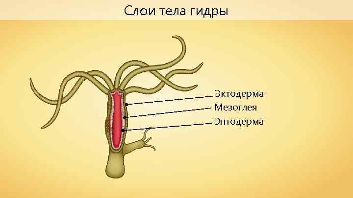 Слои тела гидры Эктодерма Мезоглея Энтодерма 