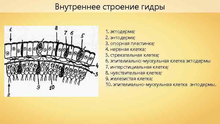 Внутреннее строение гидры 1. эктодерма; 2. энтодерма; 3. опорная пластинка; 4. нервная клетка; 5.