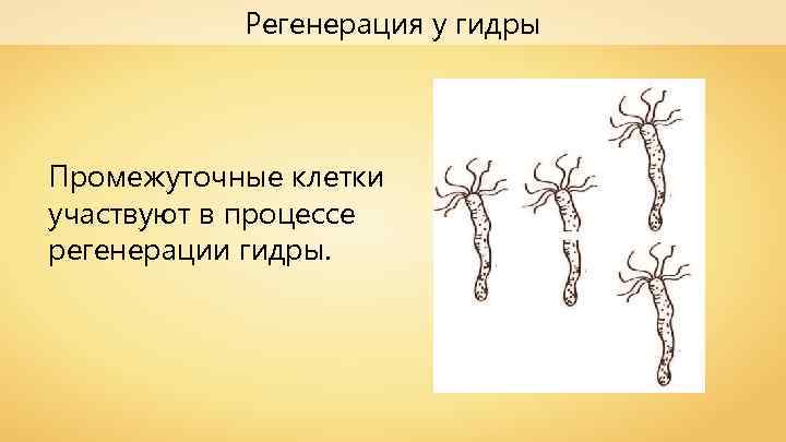 Регенерация у гидры Промежуточные клетки участвуют в процессе регенерации гидры. 