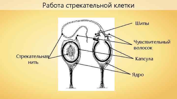 Работа стрекательной клетки Шипы Чувствительный волосок Стрекательная нить Капсула Ядро 