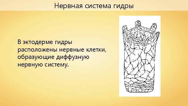 Нервная система гидры В эктодерме гидры расположены нервные клетки, образующие диффузную нервную систему. 