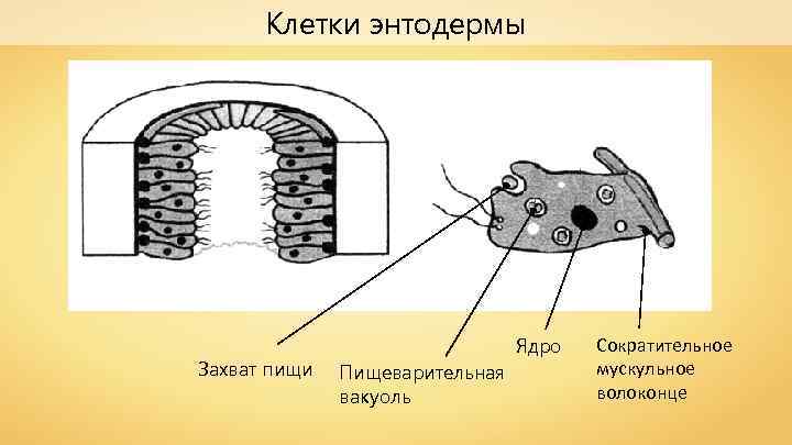 Клетки энтодермы Захват пищи Ядро Пищеварительная вакуоль Сократительное мускульное волоконце 