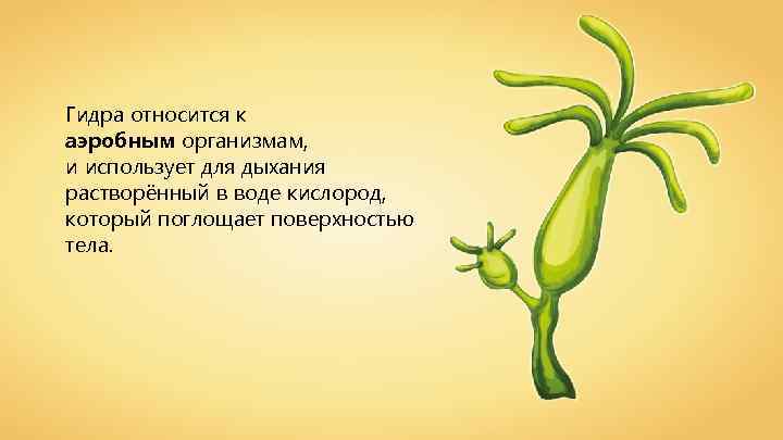 Гидра относится к аэробным организмам, и использует для дыхания растворённый в воде кислород, который