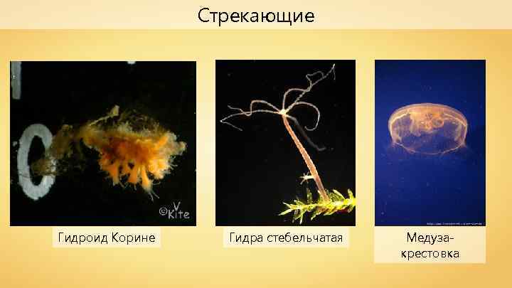 Стрекающие Гидроид Корине Гидра стебельчатая Медузакрестовка 
