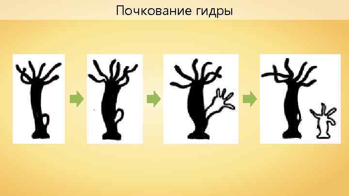 Почкование гидры 