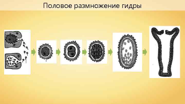 Половое размножение гидры 