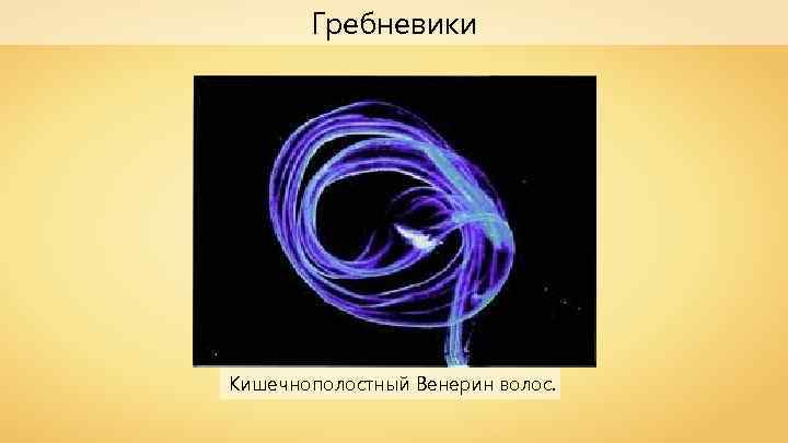 Гребневики Кишечнополостный Венерин волос. 