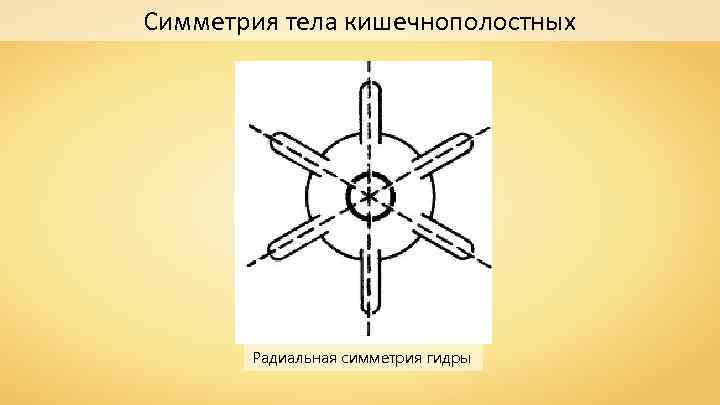 Симметрия тела кишечнополостных Радиальная симметрия гидры 