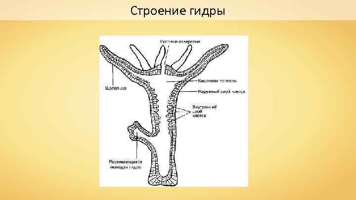 Части тела гидры рисунок