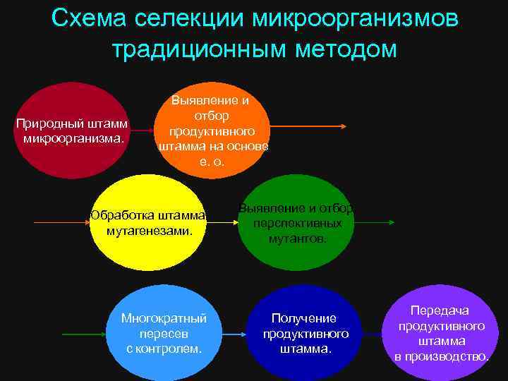 Схема селекции микроорганизмов традиционным методом Природный штамм микроорганизма. Выявление и отбор продуктивного штамма на