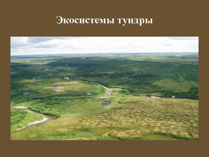 Экосистемы тундры 
