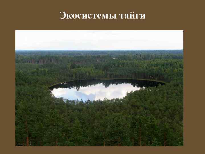 Экосистемы тайги 