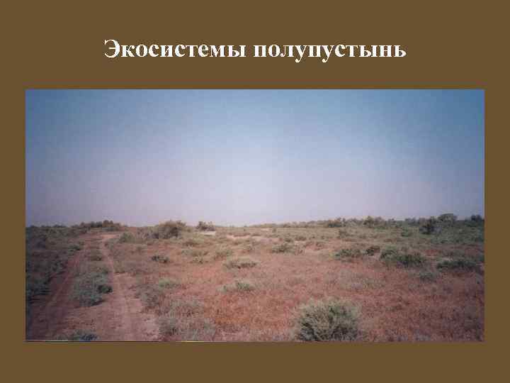 Экосистемы полупустынь 