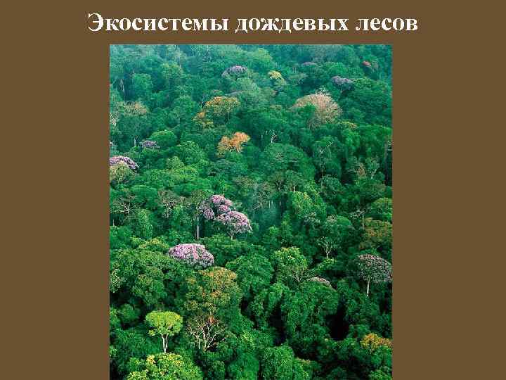 Экосистемы дождевых лесов 