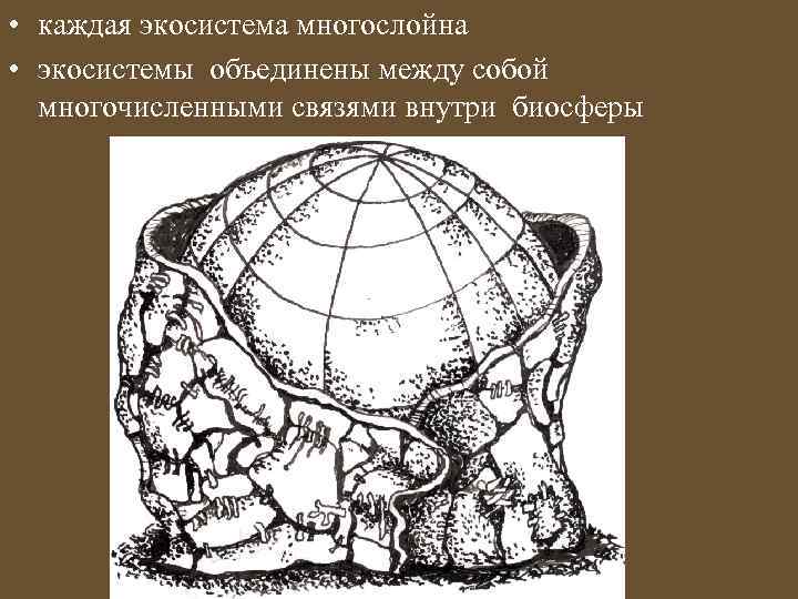  • каждая экосистема многослойна • экосистемы объединены между собой многочисленными связями внутри биосферы