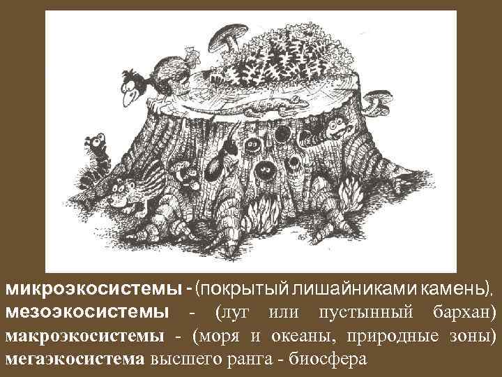 микроэкосистемы - (покрытый лишайниками камень), мезоэкосистемы - (луг или пустынный бархан) макроэкосистемы - (моря