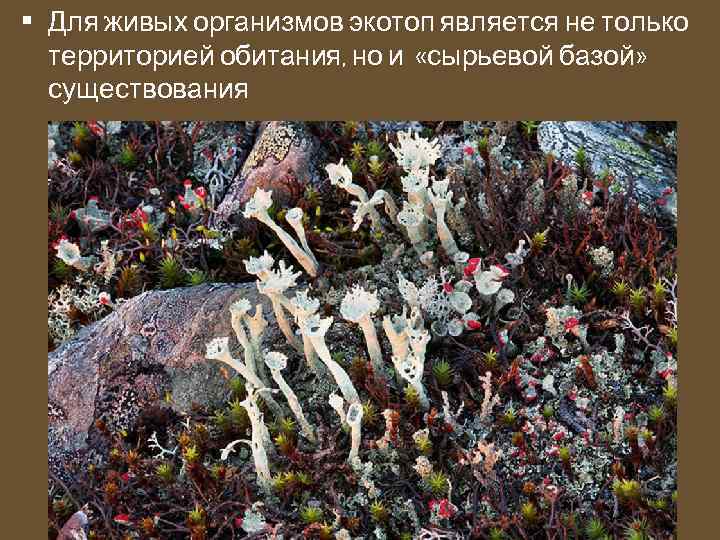  • Для живых организмов экотоп является не только территорией обитания, но и «сырьевой
