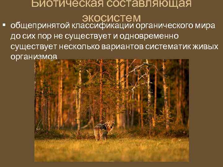 Биотическая составляющая экосистем • общепринятой классификации органического мира до сих пор не существует и