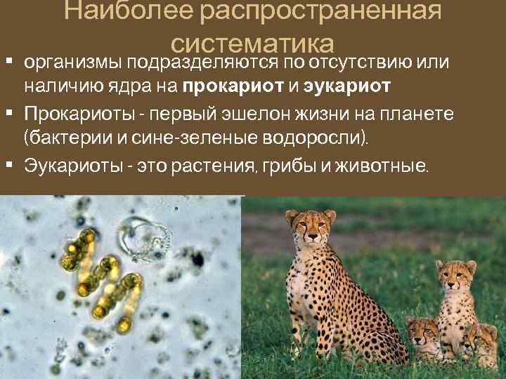 Наиболее распространенная систематика • организмы подразделяются по отсутствию или наличию ядра на прокариот и