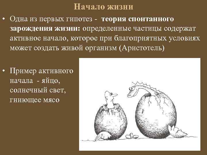Начало жизни • Одна из первых гипотез - теория спонтанного зарождения жизни: определенные частицы