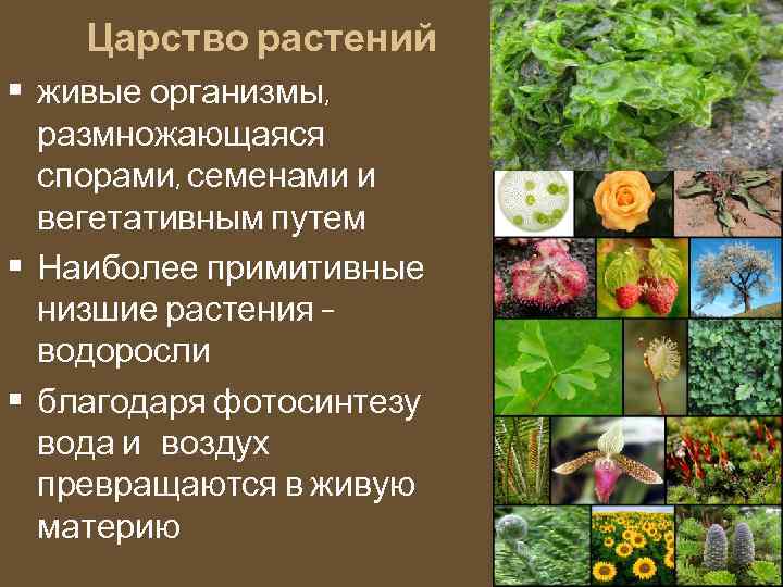 Царство растений • живые организмы, размножающаяся спорами, семенами и вегетативным путем • Наиболее примитивные