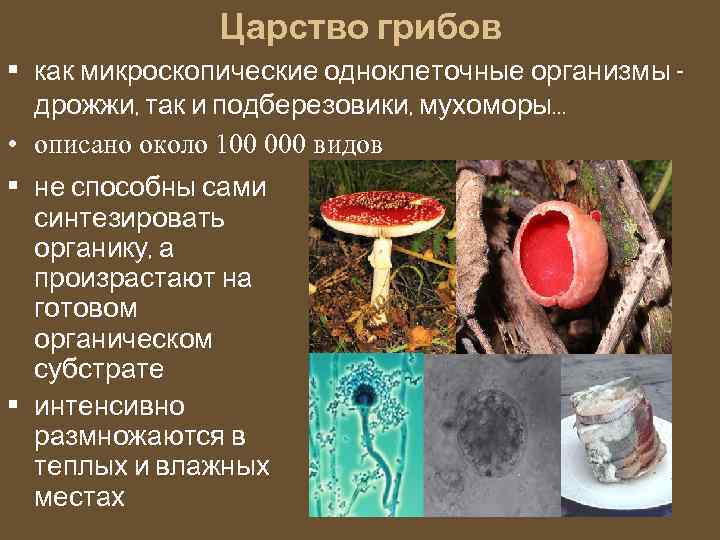 Царство грибов • как микроскопические одноклеточные организмы дрожжи, так и подберезовики, мухоморы… • описано