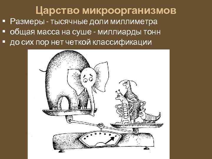 Царство микроорганизмов • Размеры - тысячные доли миллиметра • общая масса на суше -
