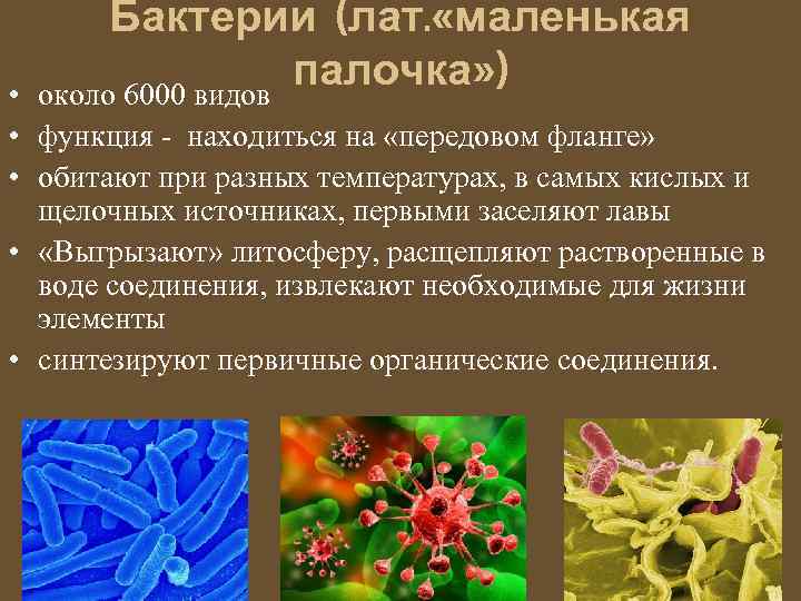 Бактерии (лат. «маленькая палочка» ) около 6000 видов • • функция - находиться на