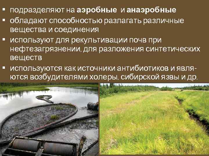  • подразделяют на аэробные и анаэробные • обладают способностью разлагать различные вещества и