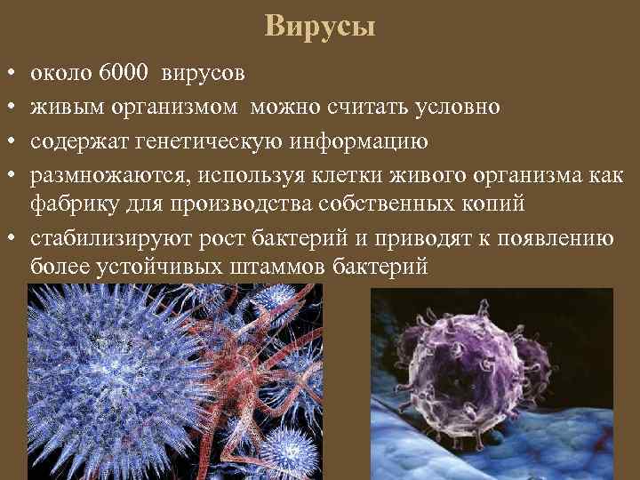 Вирусы • • около 6000 вирусов живым организмом можно считать условно содержат генетическую информацию