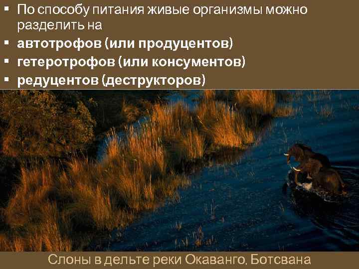  • По способу питания живые организмы можно разделить на • автотрофов (или продуцентов)