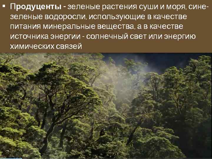  • Продуценты - зеленые растения суши и моря, синезеленые водоросли, использующие в качестве
